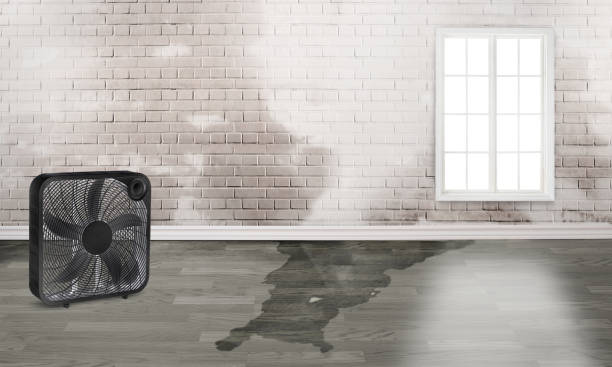 Best Flood damage cleanup  in Youngwood, PA